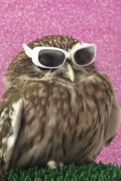 サングラス姿のフクロウ