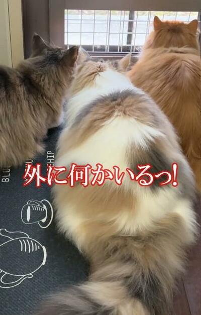 投稿の画像