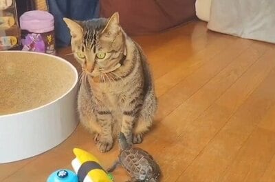 大好きな小雪ちゃんを見上げる軍曹くん