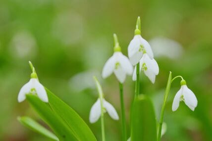 寒冷地の半日陰に植えっぱなし！毎春花咲く寒さに強い「秋植え球根植物」5選＆植える時期とコツ