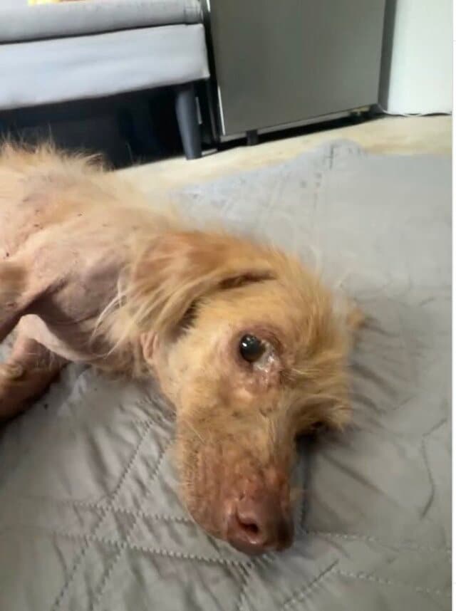 飼い主に捨てられ生死を彷徨っていた犬→治療を受け元気を取り戻していく姿に涙