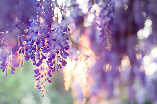 栃木県の田んぼにポツンと咲く藤の花　幻想的な光景に「神々しい」「舞っているように見える」との声