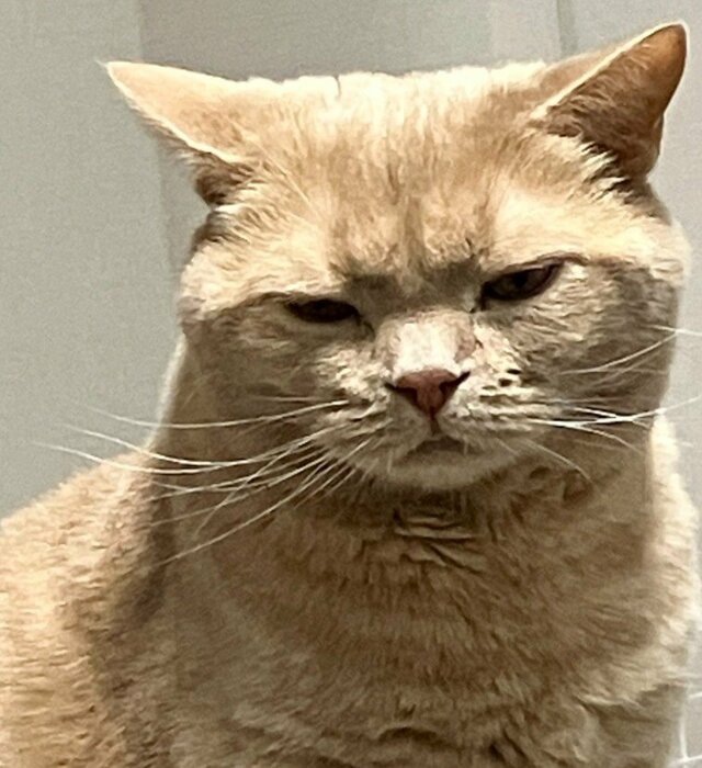 「おしゃれですね（笑）」抜け毛で作ったカツラを被る猫 変身ぶりと虚無顔に笑ってしまう