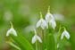 寒冷地の半日陰に植えっぱなし！毎春花咲く寒さに強い「秋植え球根植物」5選＆植える時期とコツ