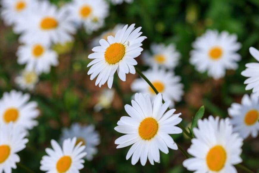 Flower_Garden/shutterstock.com