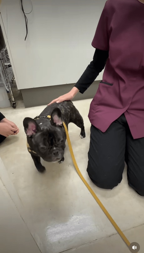 @idea_animal_hospital