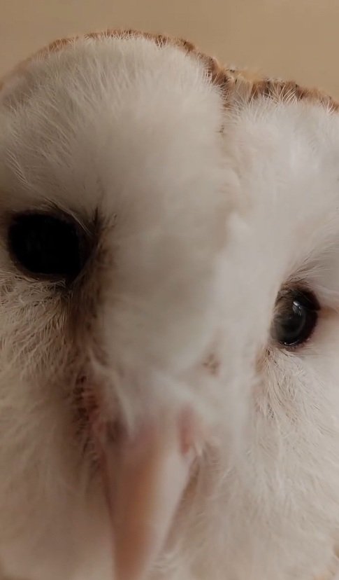 出所：@miki4wan108