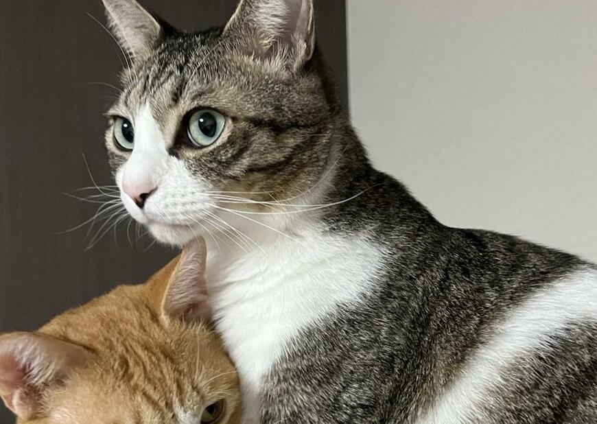 出所：@Neko2Obasan