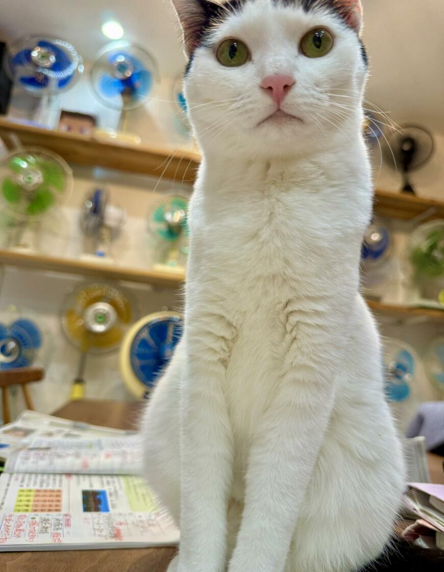 出所：@omochi_nam01