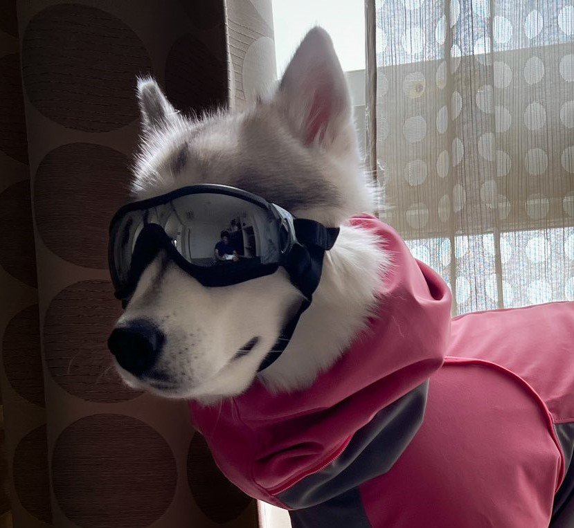 出所：@Live with husky