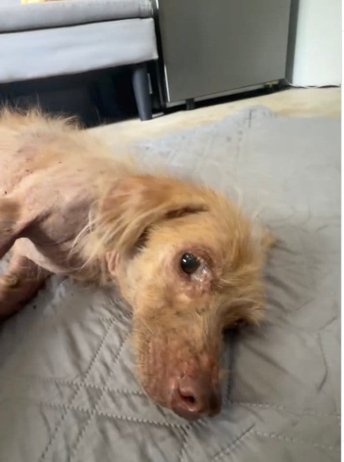 飼い主に捨てられ生死を彷徨っていた犬→治療を受け元気を取り戻していく姿に涙