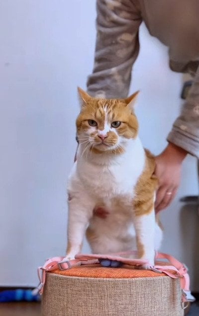 出所：＠monburan_sanpo