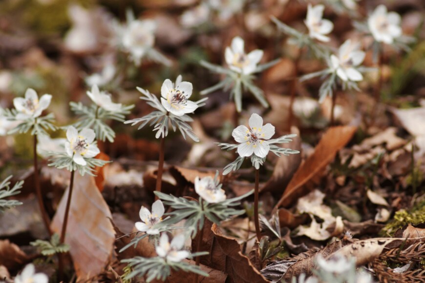 Hiyoman/shutterstock.com