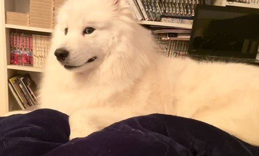 出所：@samoedsoran