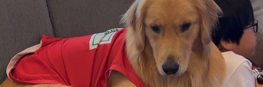 出所：@san_goldenretriever