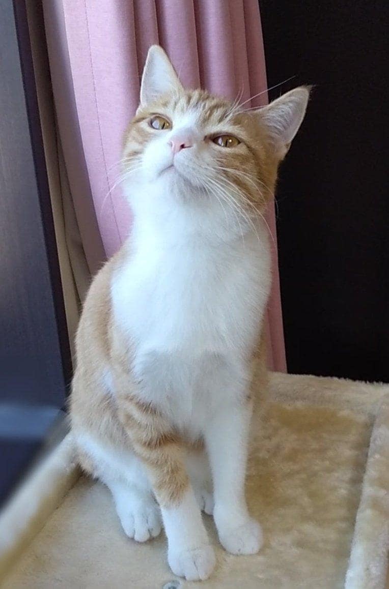 出所：@mero627puri914