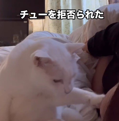 ママにキスをお断りされた元保護猫さん…直後、わかりやすすぎる表情に思わず笑ってしまう！