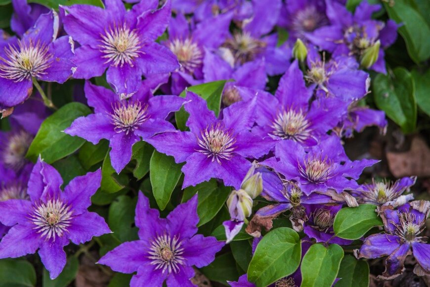 s1llu/istockphoto.com