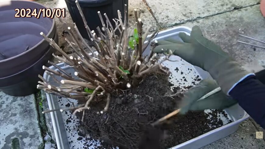 出所：@ohanachannel30