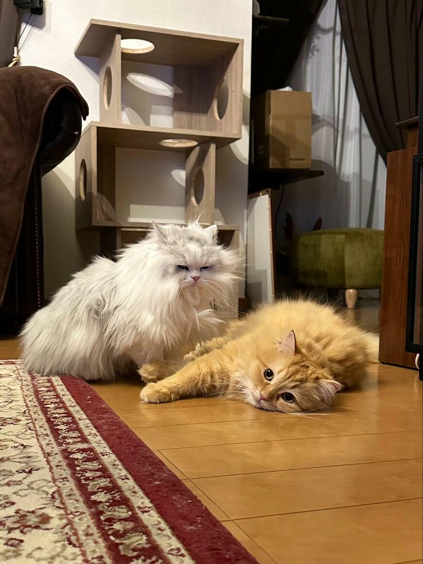 出所：@NEKOLAND13