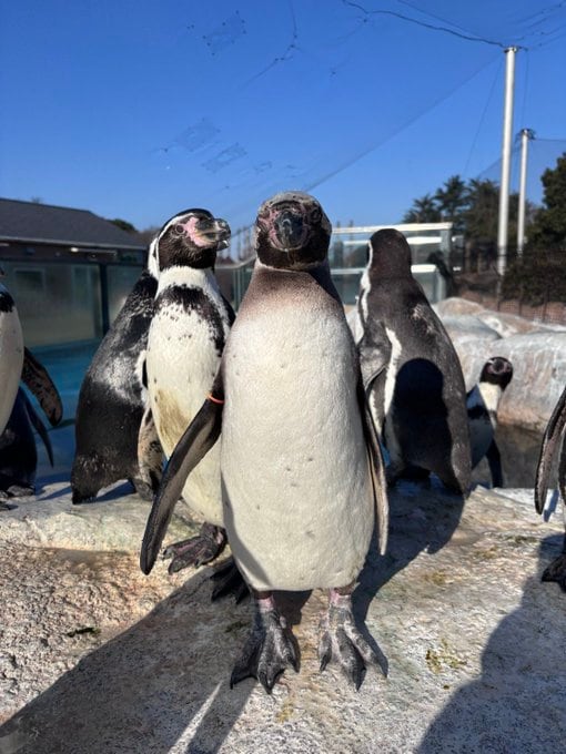 【東武動物公園】「手の平に乗っていたのに...」1歳の誕生日を迎えたペンギンの「チャプチェ」ふわふわのヒナ時代が可愛すぎる（埼玉県）