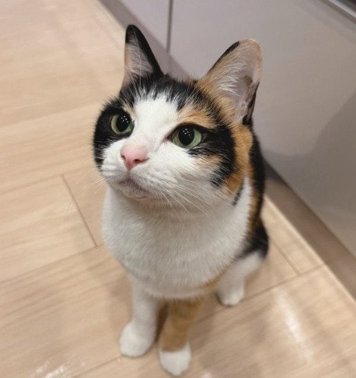 【二度見】美しい三毛猫ちゃんのまさかの姿に驚き！コメント欄「流石に長すぎん？」の声