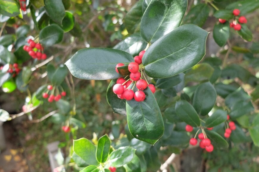 LIMOガーデニング部撮影