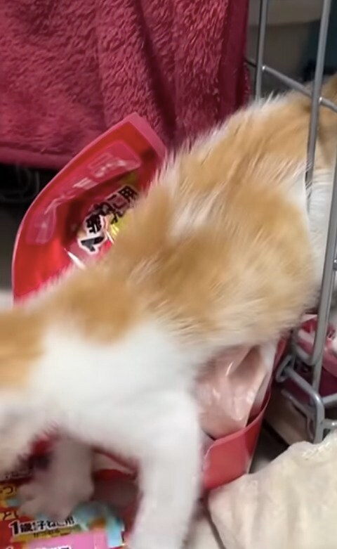 出所：@nekokamasu