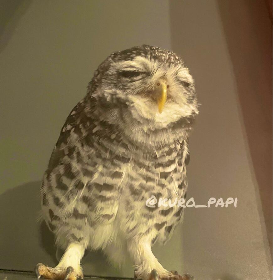 【眠気に抗えないフクロウ】ご飯前なのに寝不足でウトウト…愛らしい寝顔に癒される！