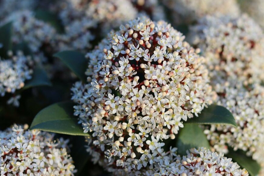 スキミア　Francesca Leslie/istockphoto.com