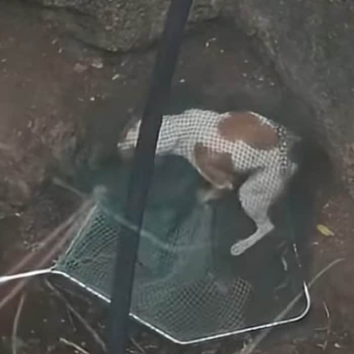 井戸に転落した犬を救助。元気に走り回る姿に安堵の声が広がる