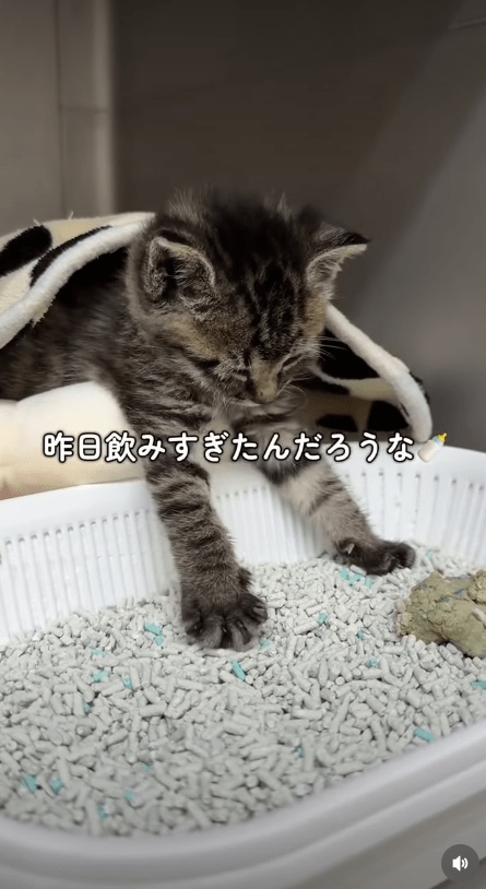 @idea_animal_hospital