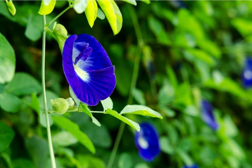 ADEN TRIRUMOKO/istockphoto.com