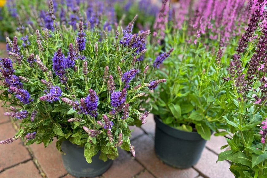 Lapa Smile/shutterstock.com