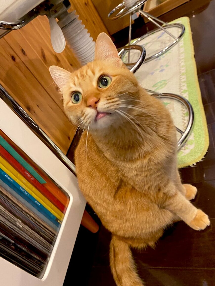 出所：@Adonis_Beginner