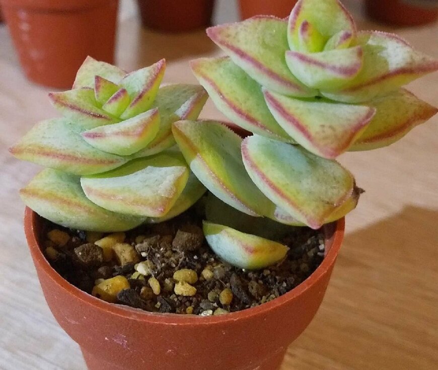 クラッスラ属「星の王子」（LIMO編集部）」