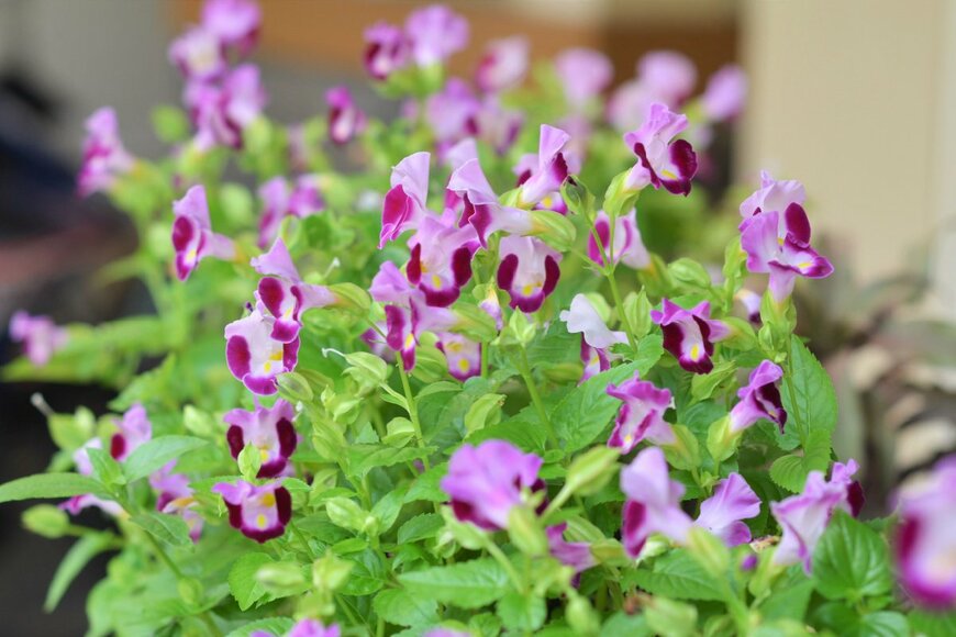 Nadia Muhammad/shutterstock.com