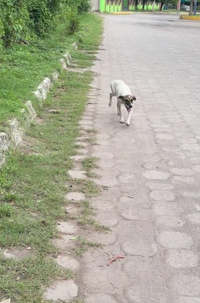 交通量の多い道路で足をケガした子犬を保護→初めての温かい暮らしを得た姿に「本当にありがとう」の声