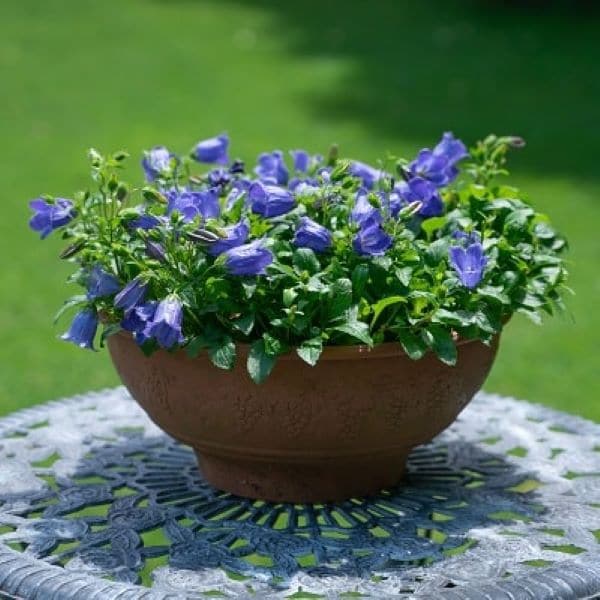 出所：PROVEN WINNERS（R）　カンパニュラ マジェスティックブルー