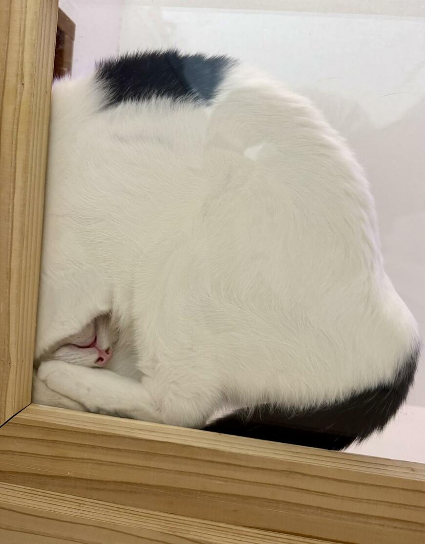 スケスケの床で眠る猫ちゃん、下から見ると……貴重なショットに10万「いいね」