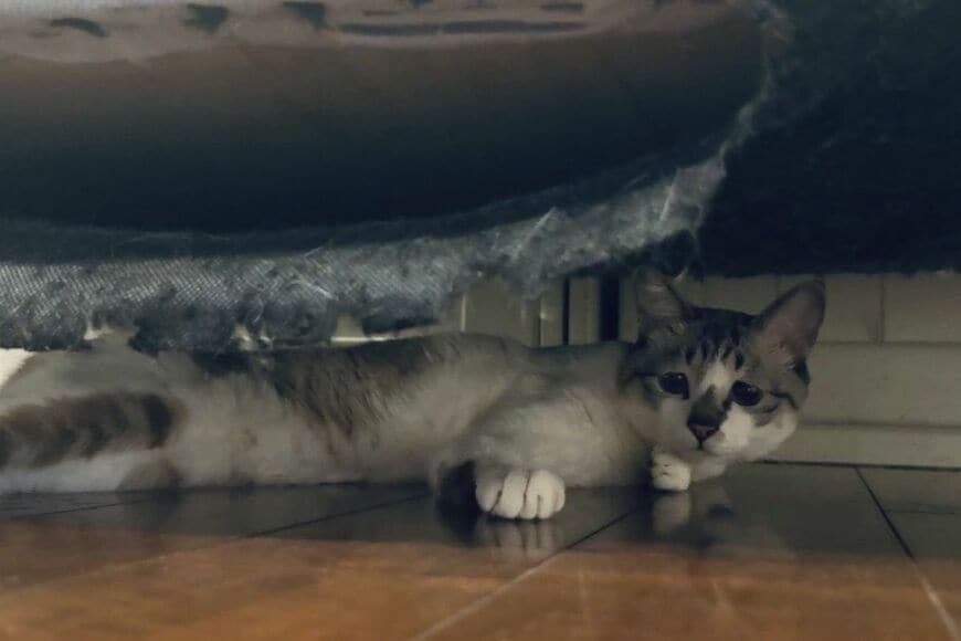 猫のお気に入りスポットの「ソファの裏側」がボロボロ…　犯行現場を収めた1枚が話題に