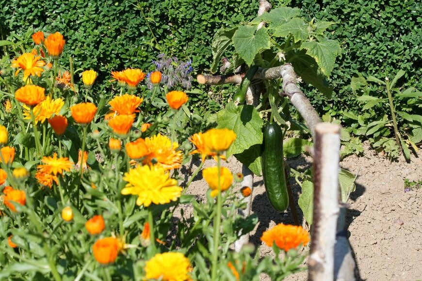 Christine Kuchem/Shutterstock.com