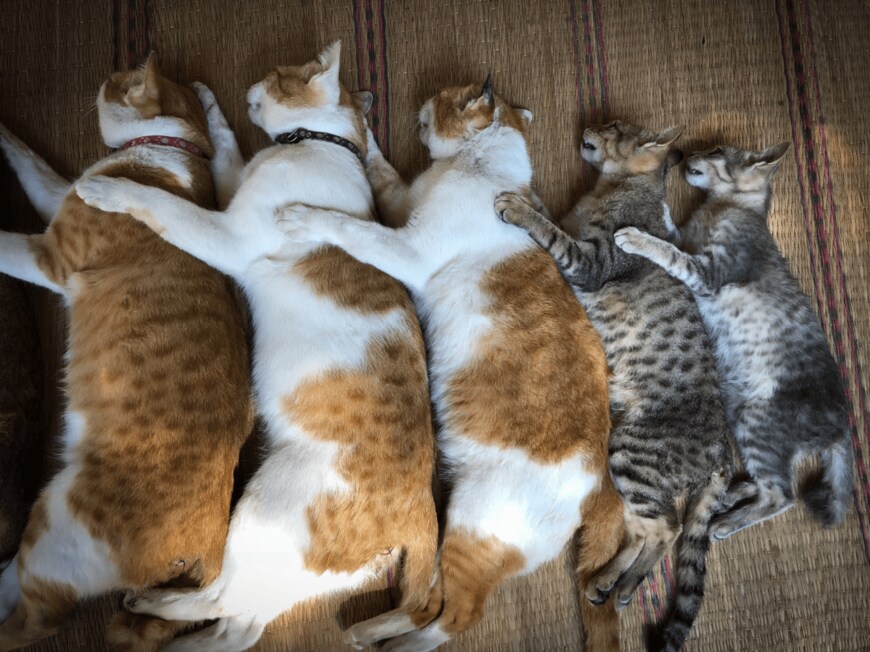 N_u_T/shutterstock.com