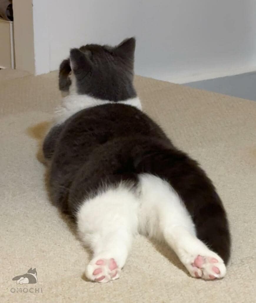 冬と夏の「猫ちゃんの姿」を比較したら…まさかの結果に困惑！？可愛らしい姿に癒される人続出