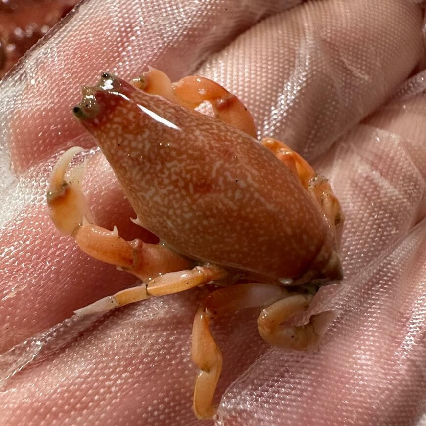 珍しいビワガニ