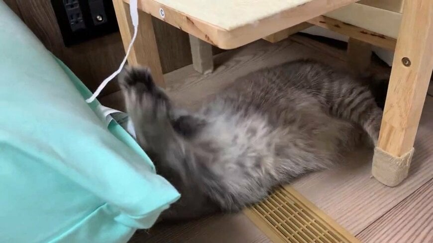 前足をのばすひまりちゃん