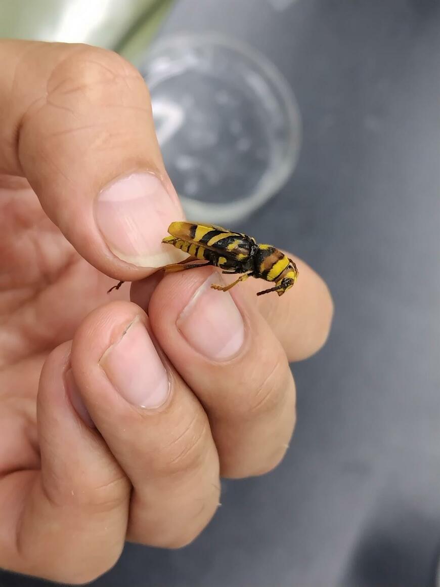 ハチのようなカミキリムシ