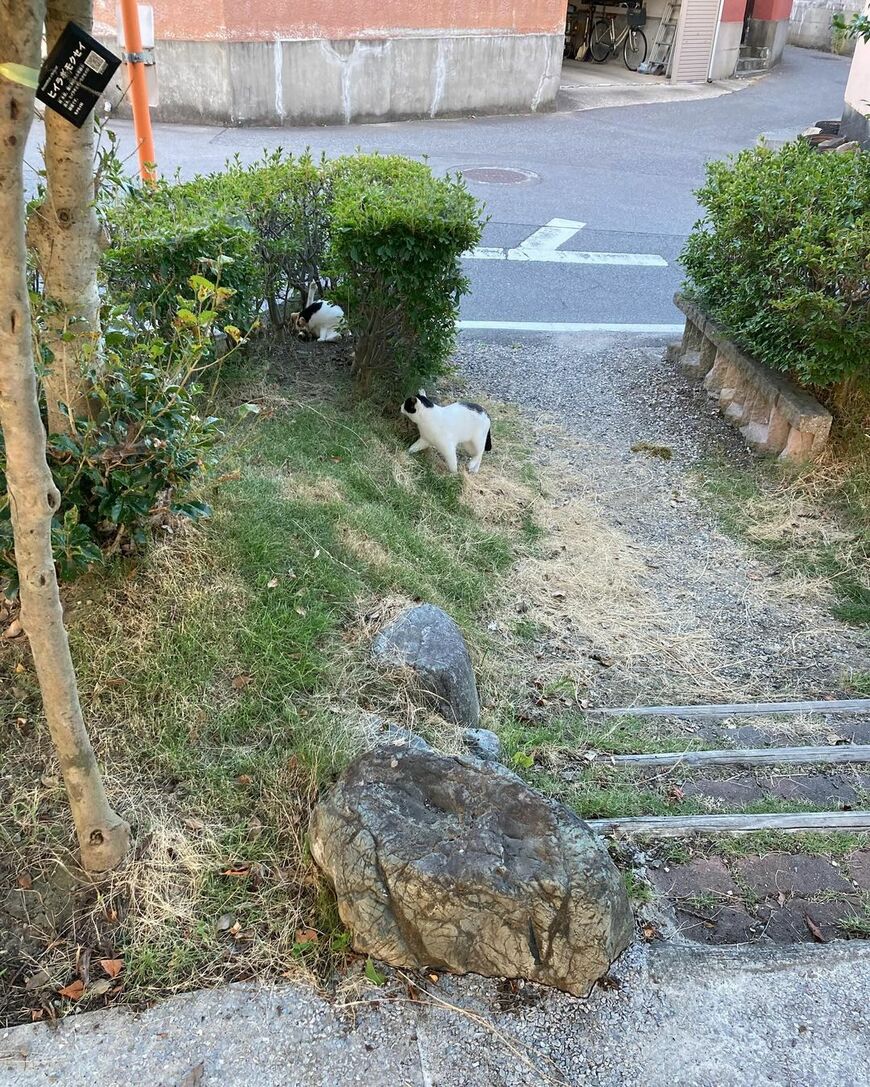 公園の猫