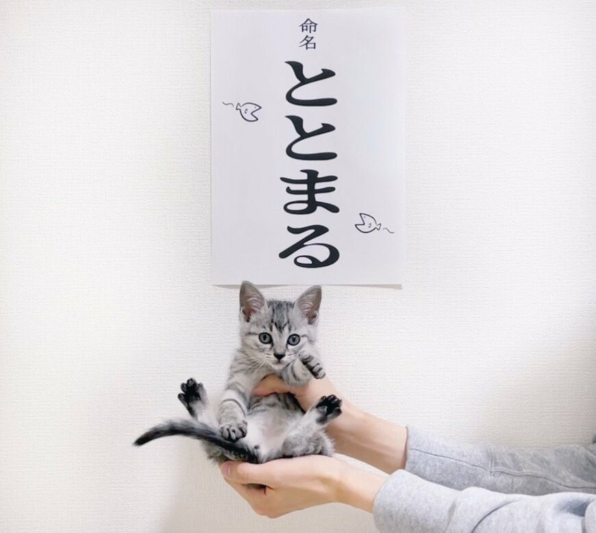 子猫の命名式