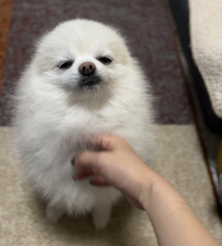 ほわほわの犬